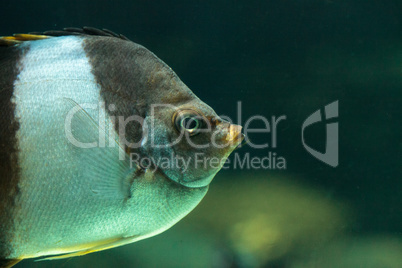 Brown and white butterflyfish Hemitaurichthys zoster