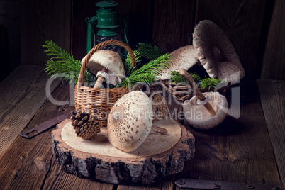 parasol mushroom (Macrolepiota procera or Lepiota procera)