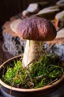 Boletus edulis ( penny bun)