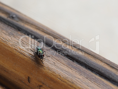 Fly (order Diptera) insect animal