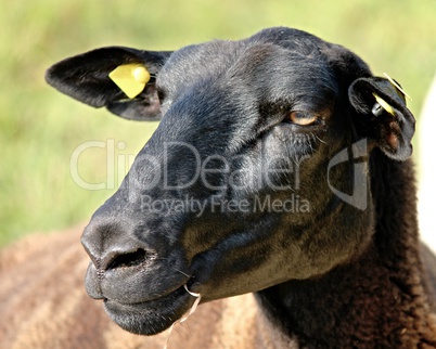 schwarzer Kopf eines Schafes