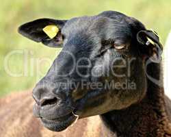 schwarzer Kopf eines Schafes