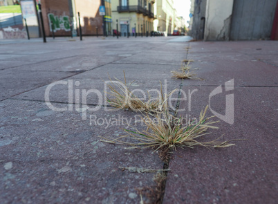 grass in concrete pavement