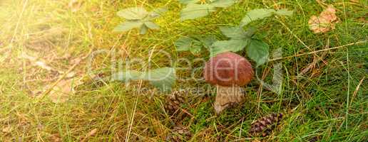 Boletus edulis ( penny bun)