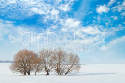 field and trees in the snow and sky