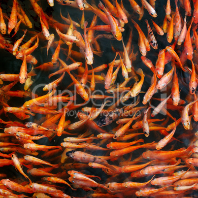 Flock of red carp