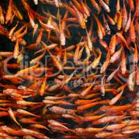 Flock of red carp