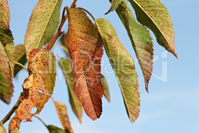 bunte Blätter vom Kirschbaum