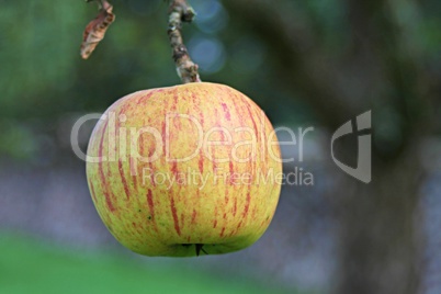 frischer Apfel am Baum