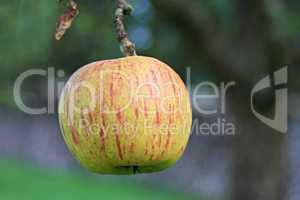 frischer Apfel am Baum