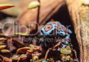 Green and black poison dart frog Dendrobates auratus