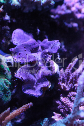 Blue Maxima clam known as Tridacna maxima
