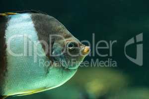 Brown and white butterflyfish Hemitaurichthys zoster