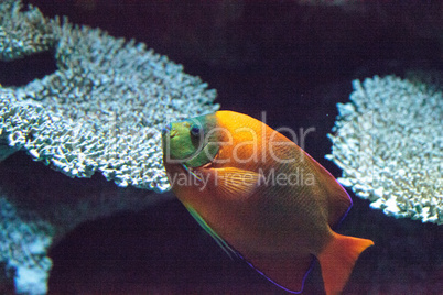 Clarion angelfish Holacanthus clarionensis