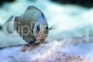 Dragon wrasse Novaculichthys taeniourus