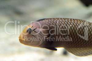 Dragon wrasse Novaculichthys taeniourus