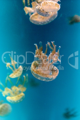 Golden jelly, Phyllorhiza punctata, is also known as the floatin