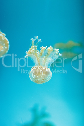 Golden jelly, Phyllorhiza punctata, is also known as the floatin