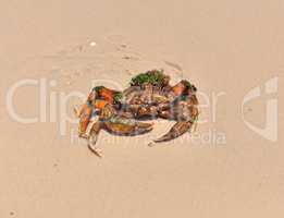 Sea crab on the seashore