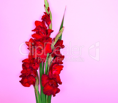 bouquet of red gladiolus