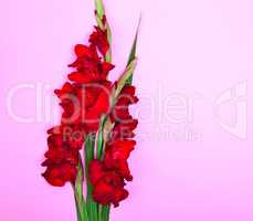 bouquet of red gladiolus