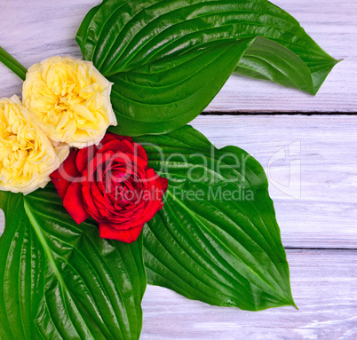 Buds of blooming roses with green leaves