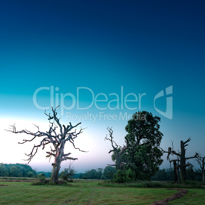 Oaks at sunrise