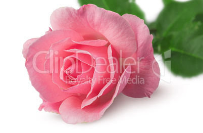 Closeup of rose flower rotated