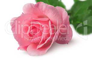 Closeup of rose flower rotated