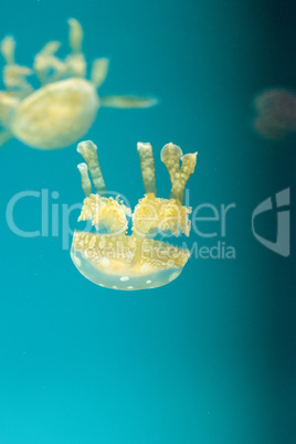 Golden jelly, Phyllorhiza punctata, is also known as the floatin