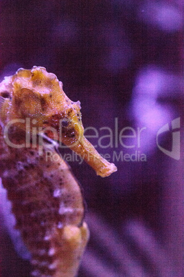 Longsnout seahorse known as Hippocampus reidi