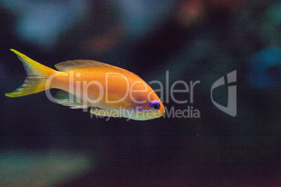 Lyretail fairy basslet fish Pseudanthias squamipinnis