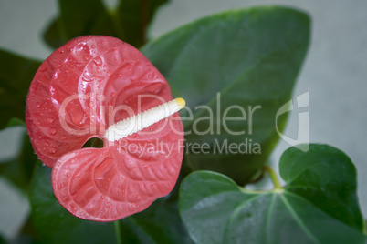 Beautiful bright red flower of Anthurium.