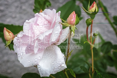 White blooming roses on a background texture.