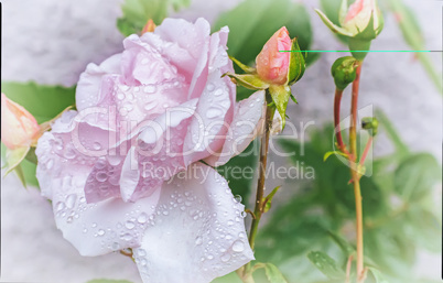 White blooming roses on a background texture.