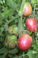 Tomatoes ripen on the branches of a Bush.