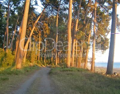 Landscape with sea view and pine trees on the shore. Pitsunda, A