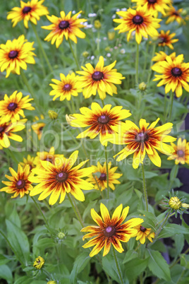 Yellow rudbeckia blooming among the leaves so green