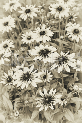 Flowers of rudbeckia in bloom in the flowerbeds