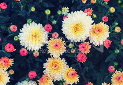 Photo of chrysanthemum flowers