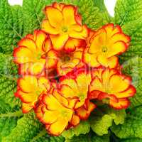 Beautiful primula with green leaves