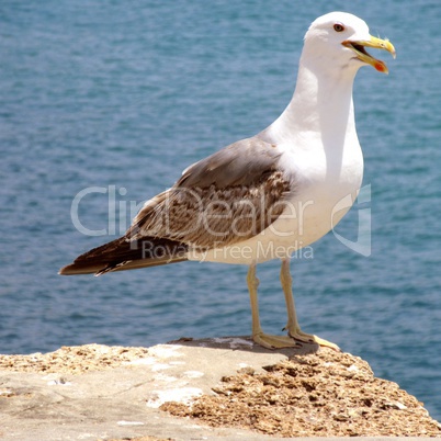 mouette