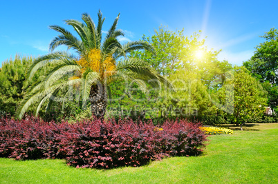 Summer park with tropical palm trees, flowerbed and lawn.