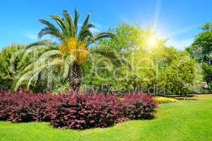 Summer park with tropical palm trees, flowerbed and lawn.