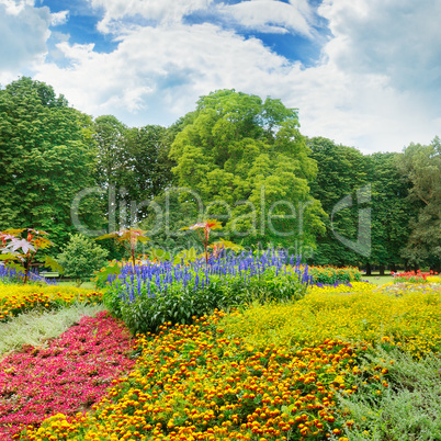 summer park with beautiful flowerbed