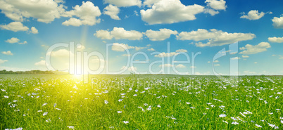 field with flowering flax and blue sky