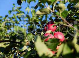 Apple tree with apples