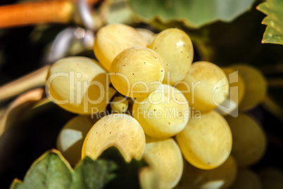 Bunch of grapes