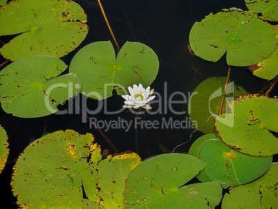 Lily and Lily pads