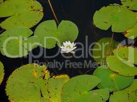 Lily and Lily pads